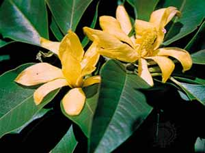 champaca-flower.jpg champaca-flower.jpg